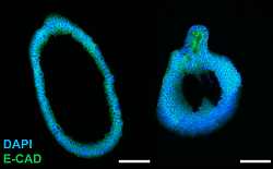 Amsbio Cultrex progenitor cells suit Crispr gene editing