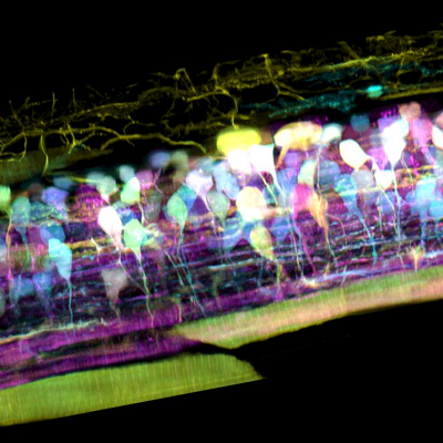 Inside the spinal cord of a zebrafish embryo, new neurons light up in different colours - pic courtesy T Liu et al/Science 2018 